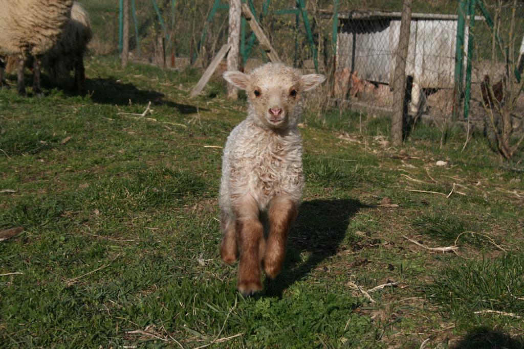 Malomdulo Farmhaz ξενώνας Pilisborosjenő Εξωτερικό φωτογραφία